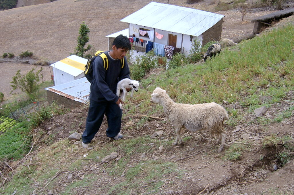 A man is standing on the side of a hill with sheep.