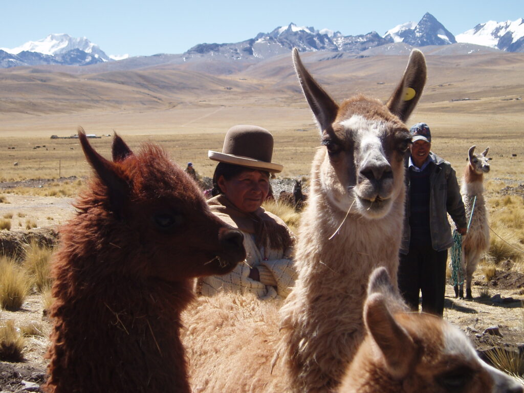 A group of people standing around some llamas